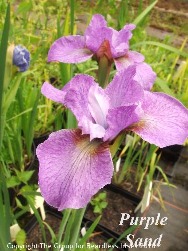 sib Purple Sand 